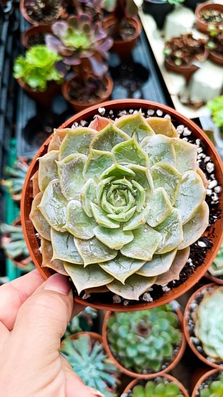 Siracactus-Succulente-Echeveria-Bahia-1.jpg