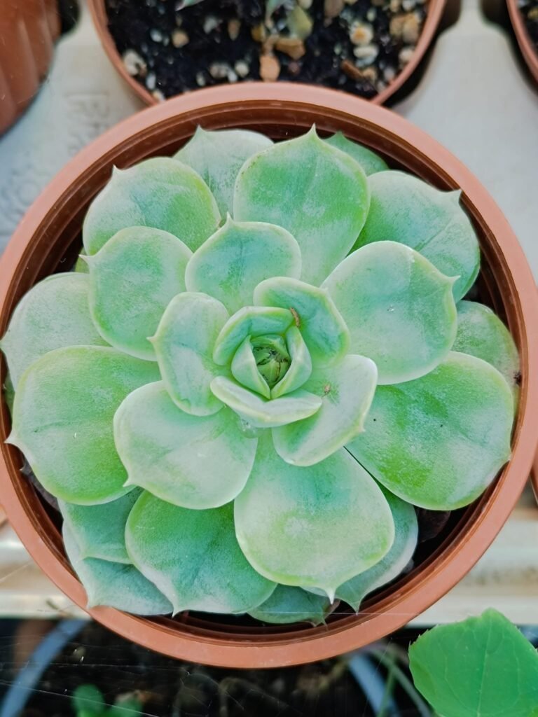 Siracactus-Succulente-Echeveria-Bahia.jpg