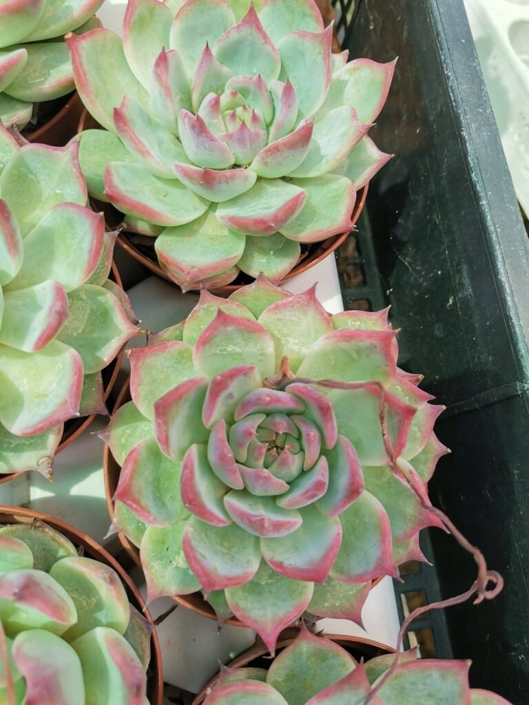 Siracactus-Succulente-Echeveria-Beatrice.jpg