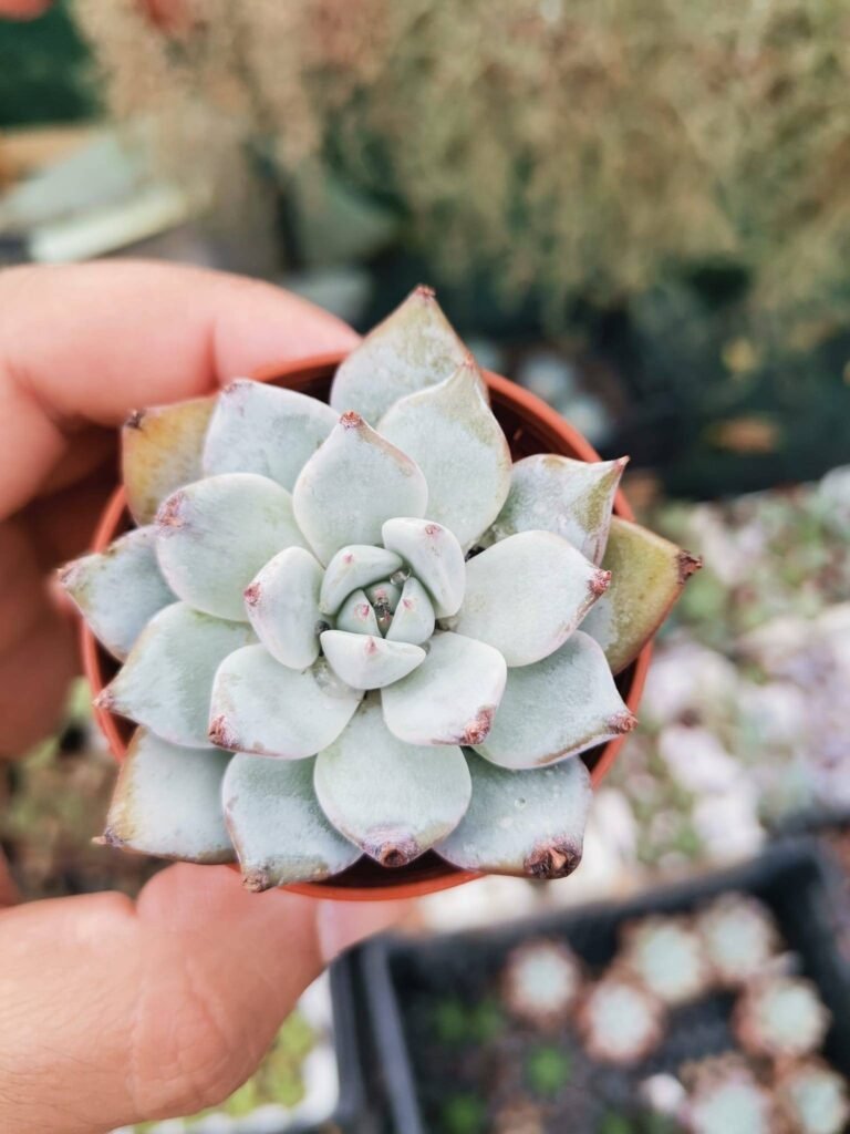 Siracactus-Succulente-Echeveria-Beatrice-hybrid.jpg