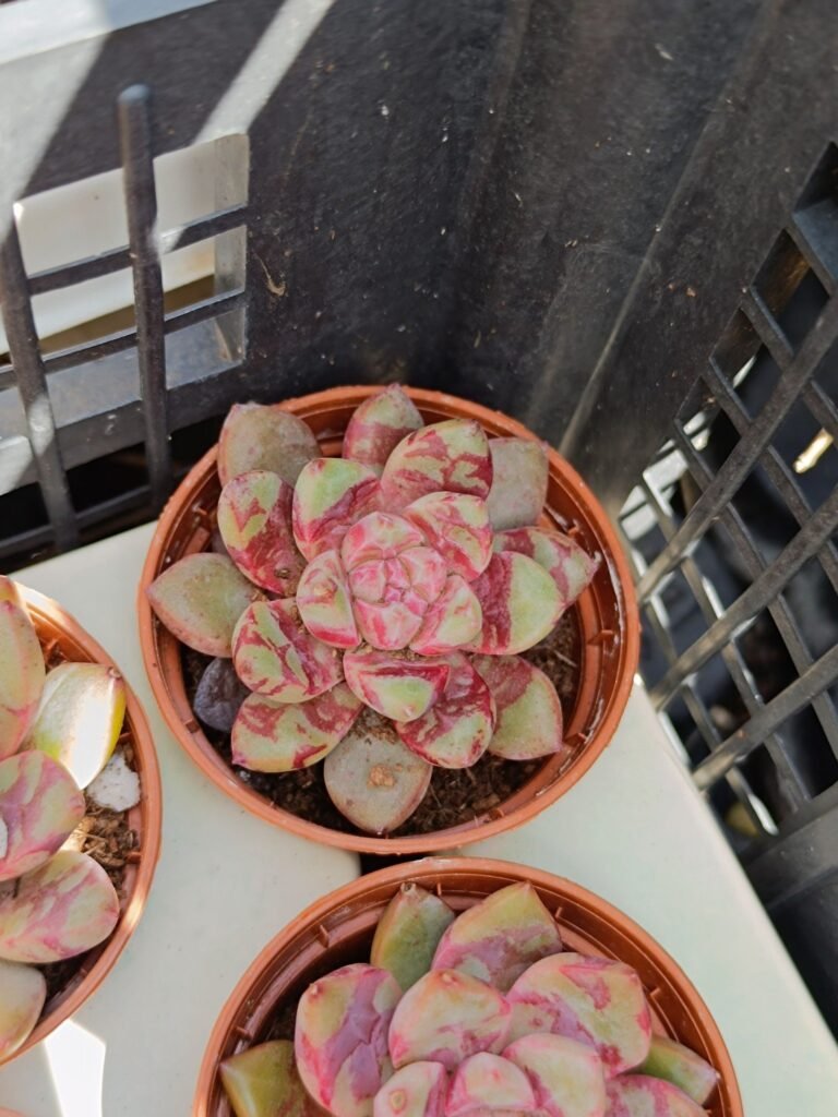 Siracactus-Succulente-Echeveria-Blood-swallow-1.jpg