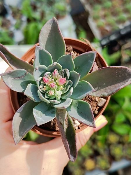 Siracactus-Succulente-Echeveria-Blue-prince.jpg