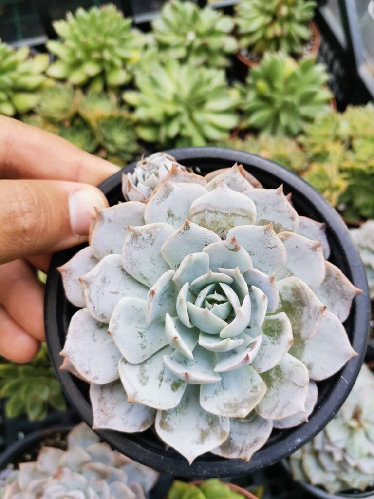 Siracactus-Succulente-Echeveria-Canadiana-4.jpg