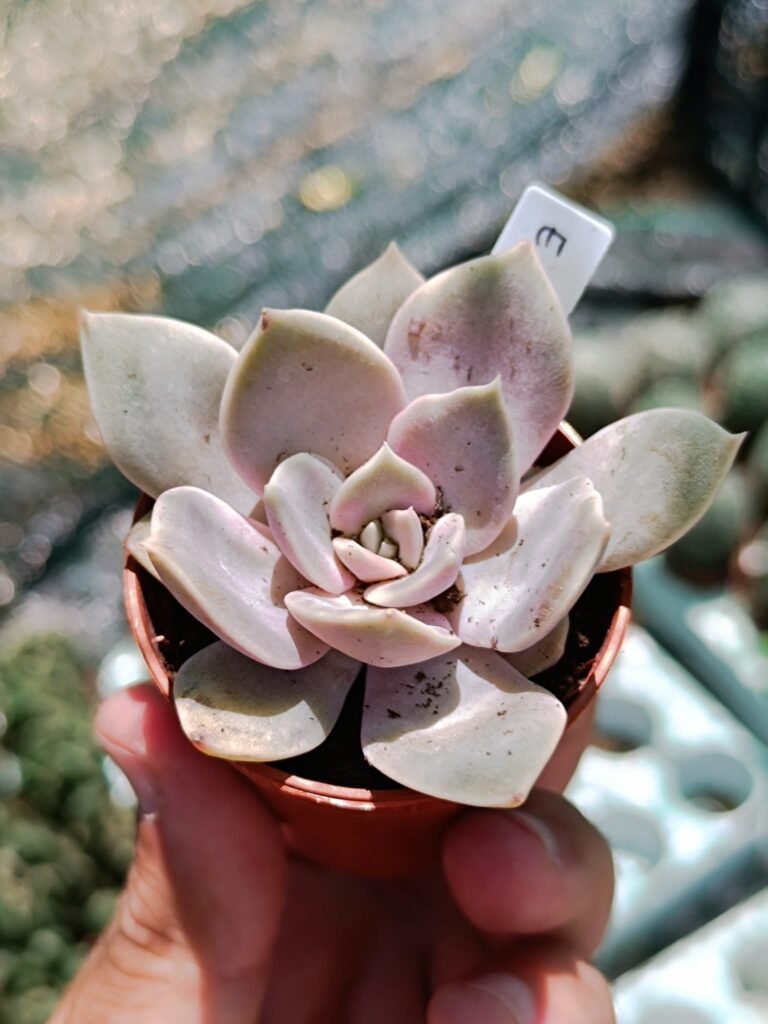 Siracactus-Succulente-Echeveria-Carmelita.jpg