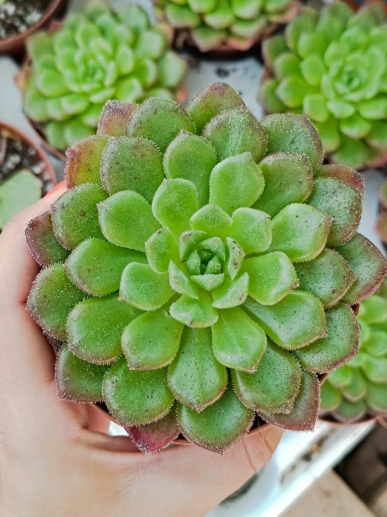 Siracactus-Succulente-Echeveria-Carol-1.jpg