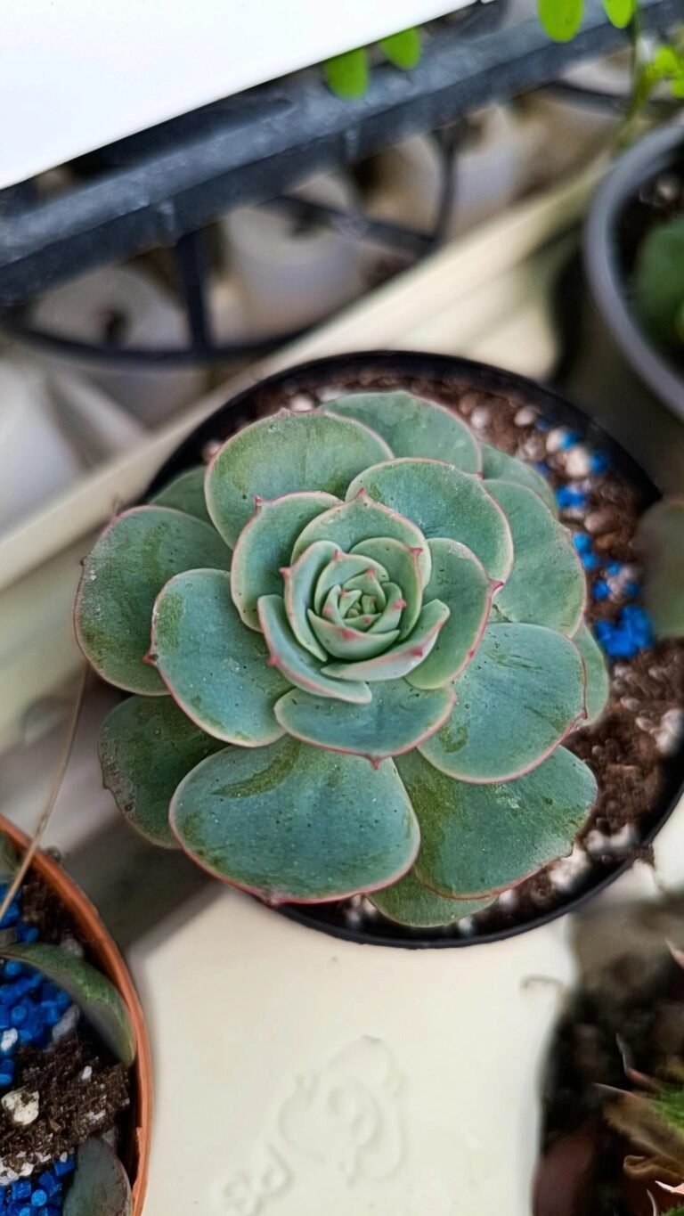 Siracactus-Succulente-Echeveria-Croatian-rose.jpg