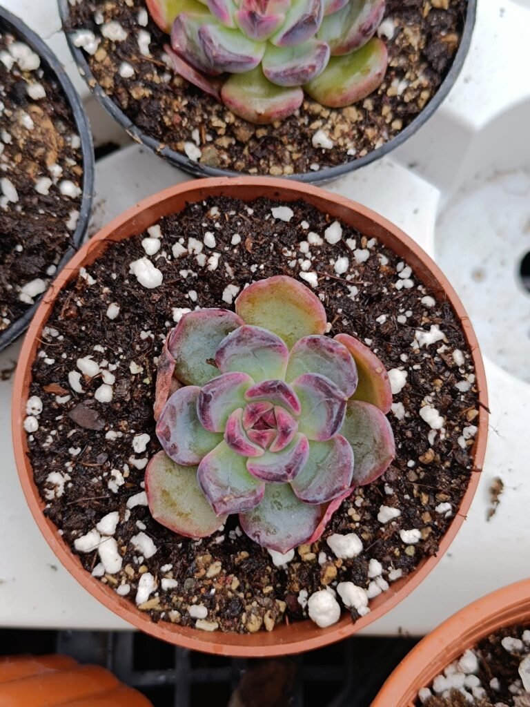 Siracactus-Succulente-Echeveria-Dahlia-korean.jpg