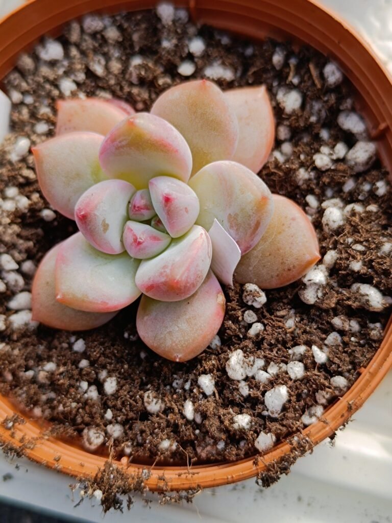 Siracactus-Succulente-Echeveria-Damian-korean-2.jpg