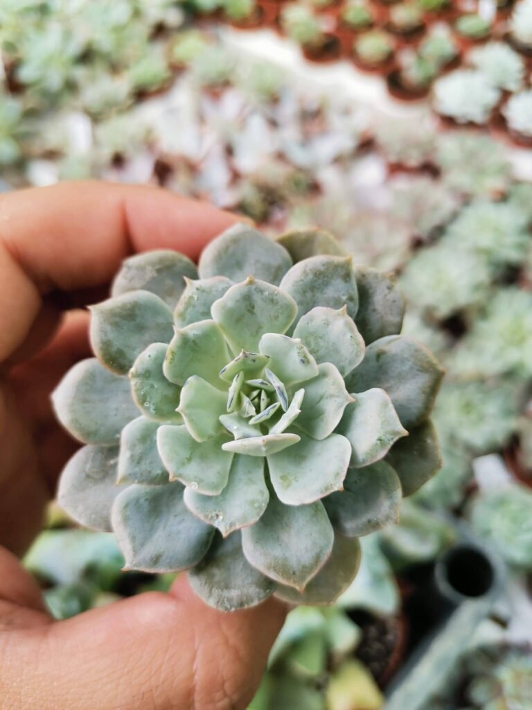 Siracactus-Succulente-Echeveria-Domingo.jpg