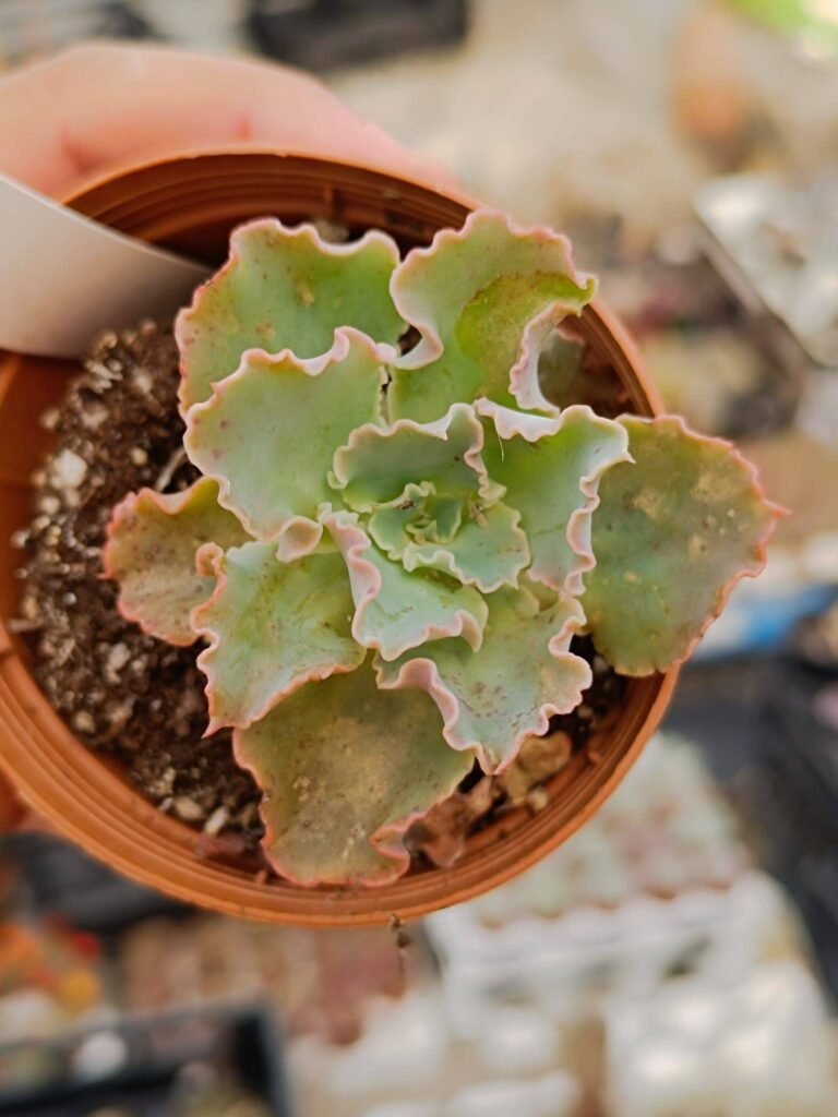 Siracactus-Succulente-Echeveria-Dorothy-3.jpg