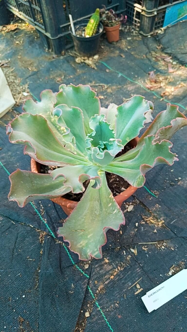 Siracactus-Succulente-Echeveria-Dorothy-4.jpg