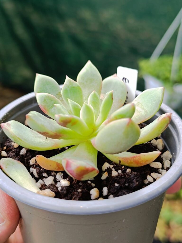 Siracactus-Succulente-Echeveria-Echo-2.jpg