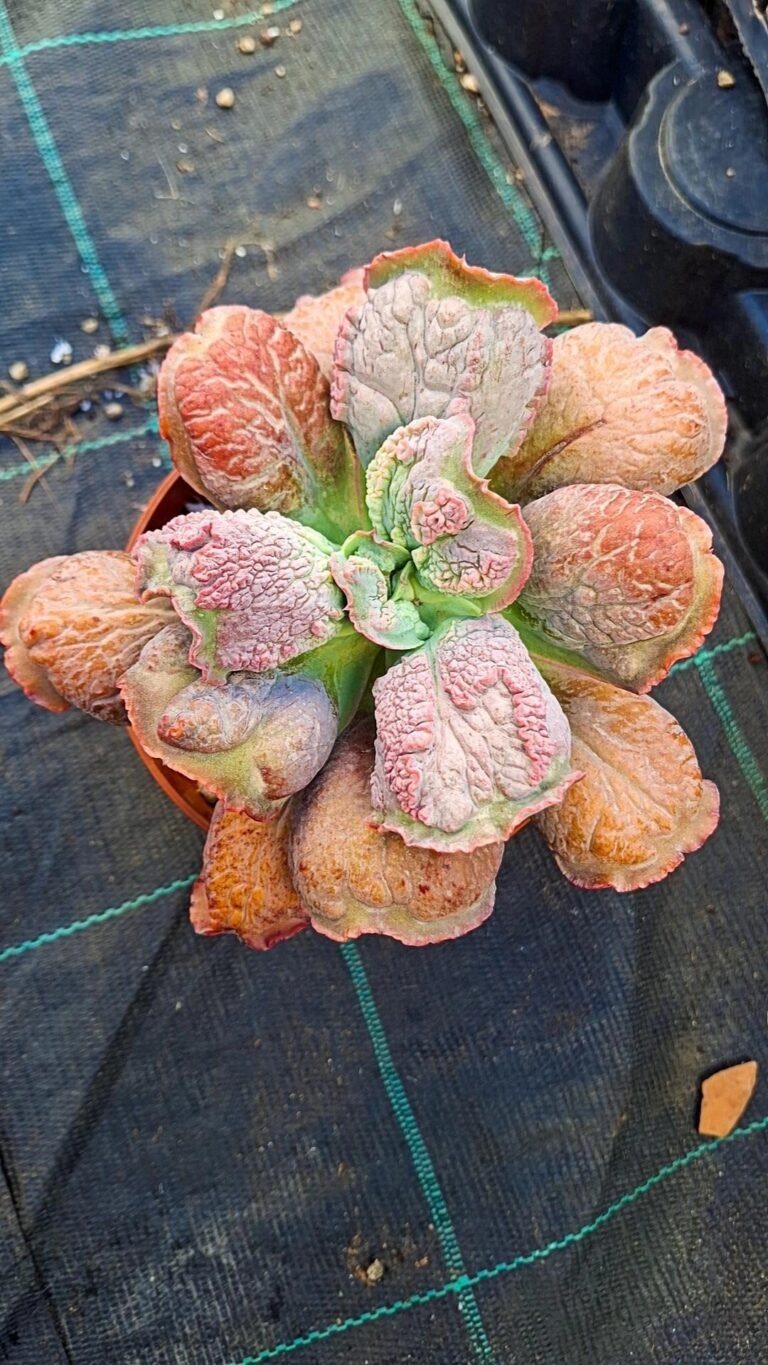 Siracactus-Succulente-Echeveria-Etna-1.jpg