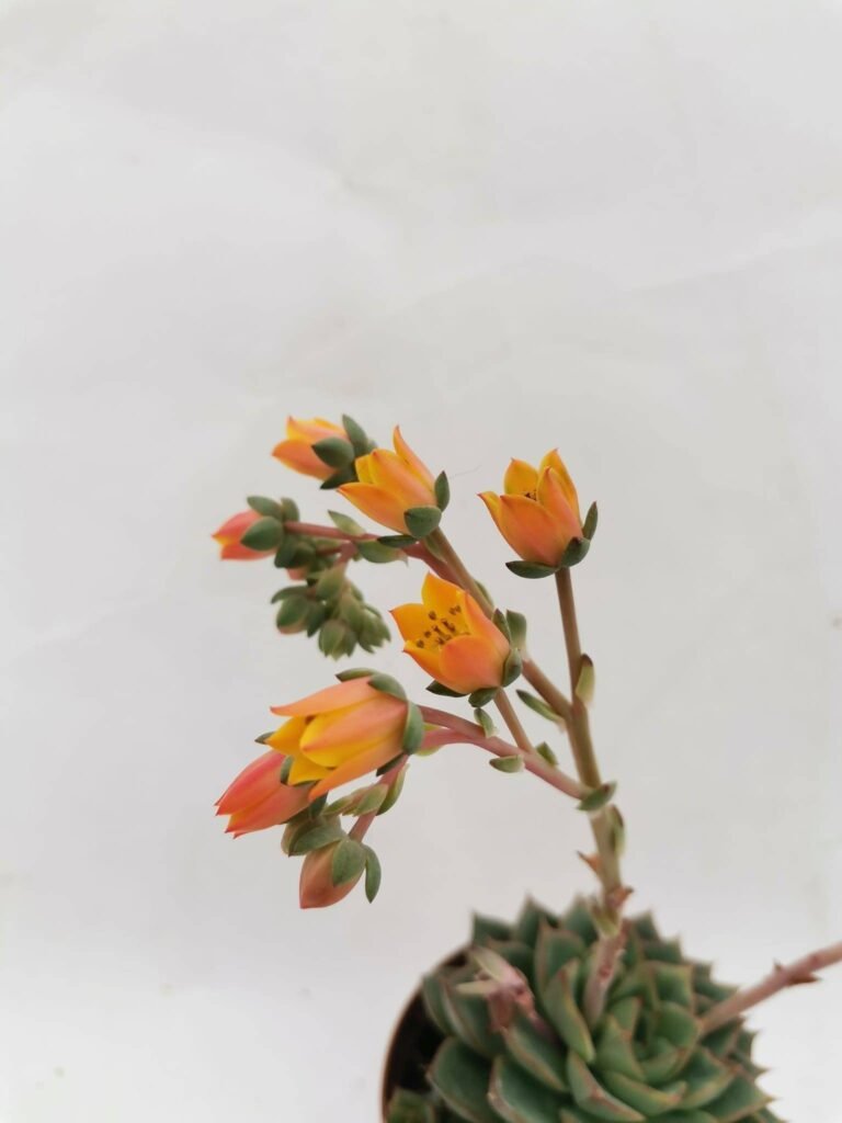 Siracactus-Succulente-Echeveria-Fabiola-3-3.jpg