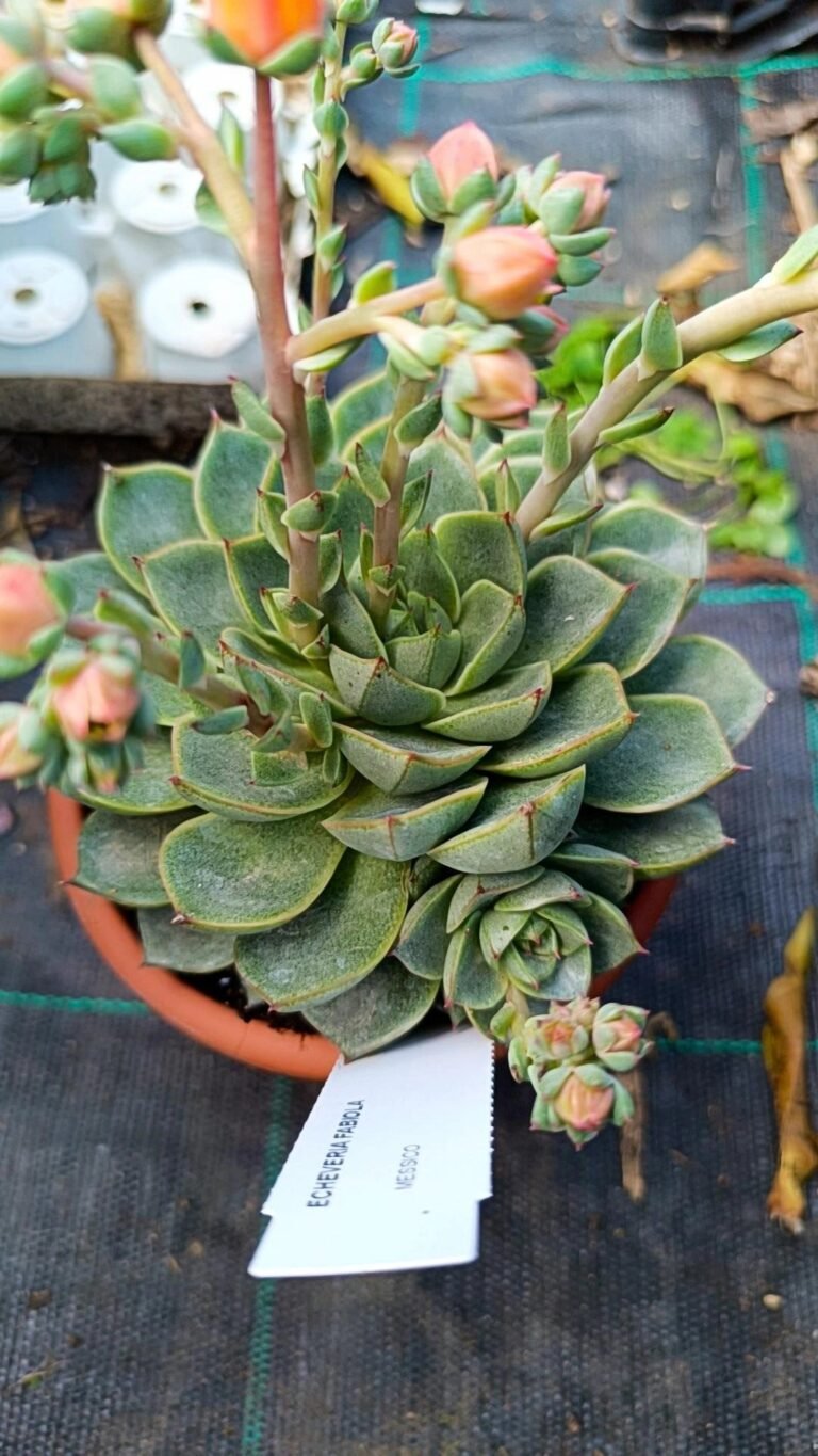 Siracactus-Succulente-Echeveria-Fabiola-6.jpg