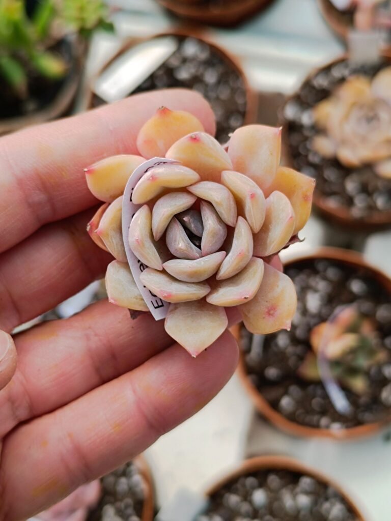 Siracactus-Succulente-Echeveria-Fiona-korean.jpg