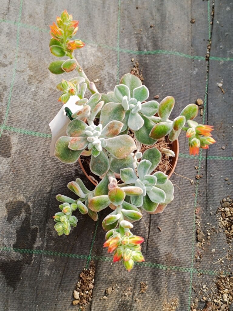 Siracactus-Succulente-Echeveria-Frosty-5.jpg