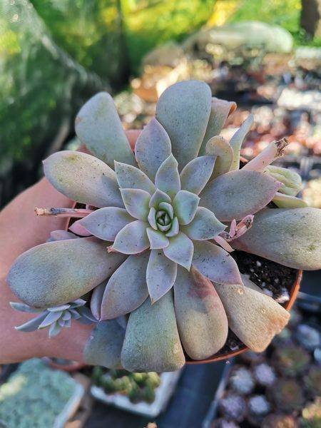 Siracactus-Succulente-Echeveria-Ginmeisyoku-1.jpg
