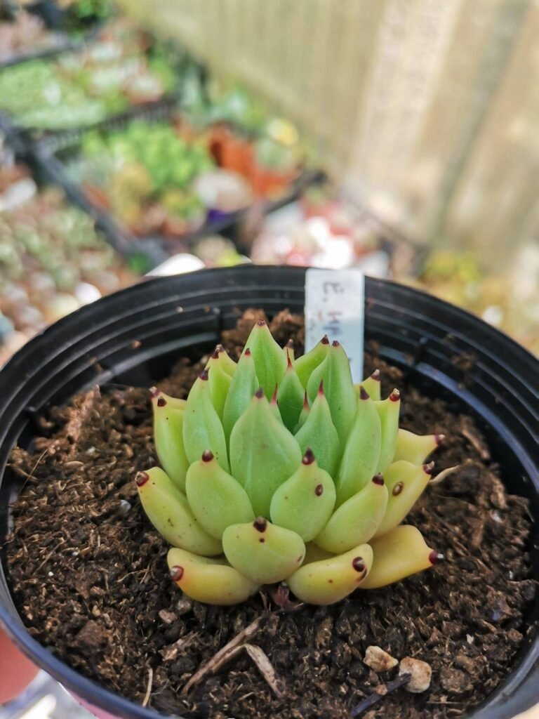 Siracactus-Succulente-Echeveria-Halloween.jpg