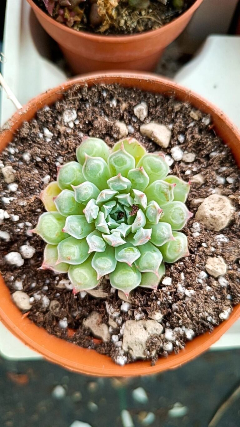 Siracactus-Succulente-Echeveria-Heart-choice.jpg
