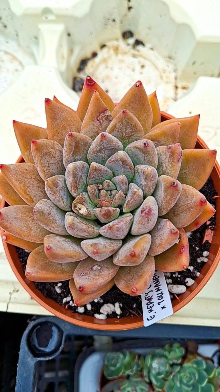 Siracactus-Succulente-Echeveria-Heart-choice-x-tolimanensis.jpg
