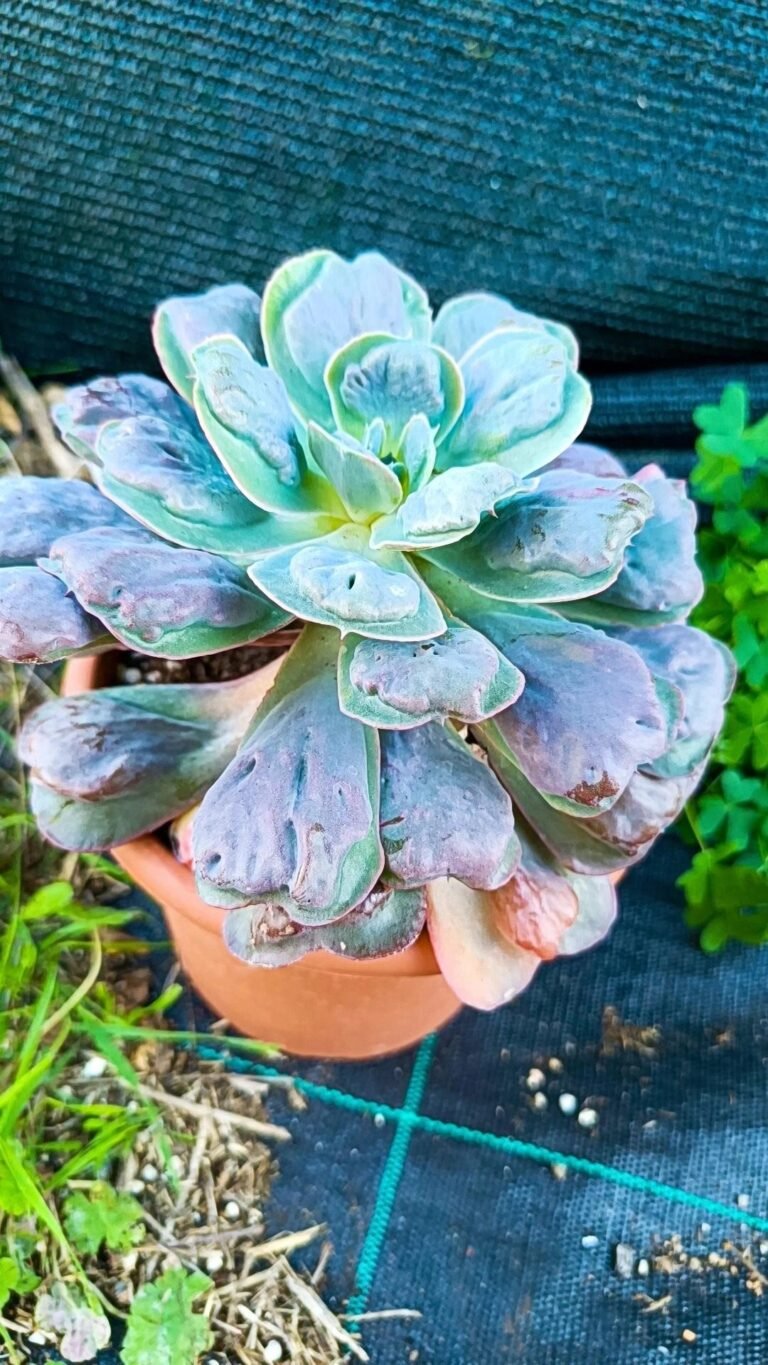 Siracactus-Succulente-Echeveria-Heart-delight.jpg