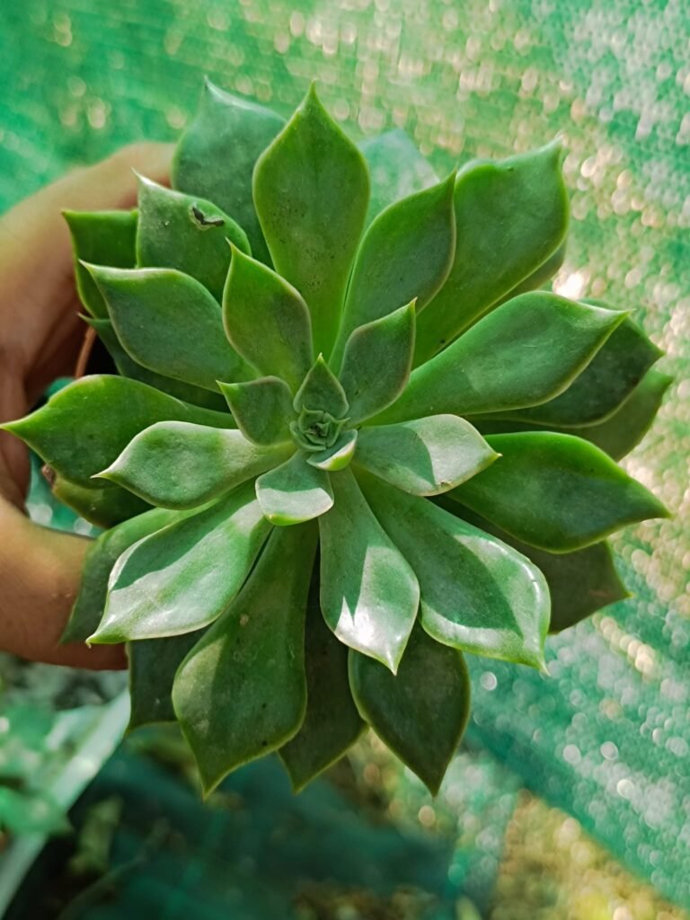 Siracactus-Succulente-Echeveria-Heaven-1.jpg