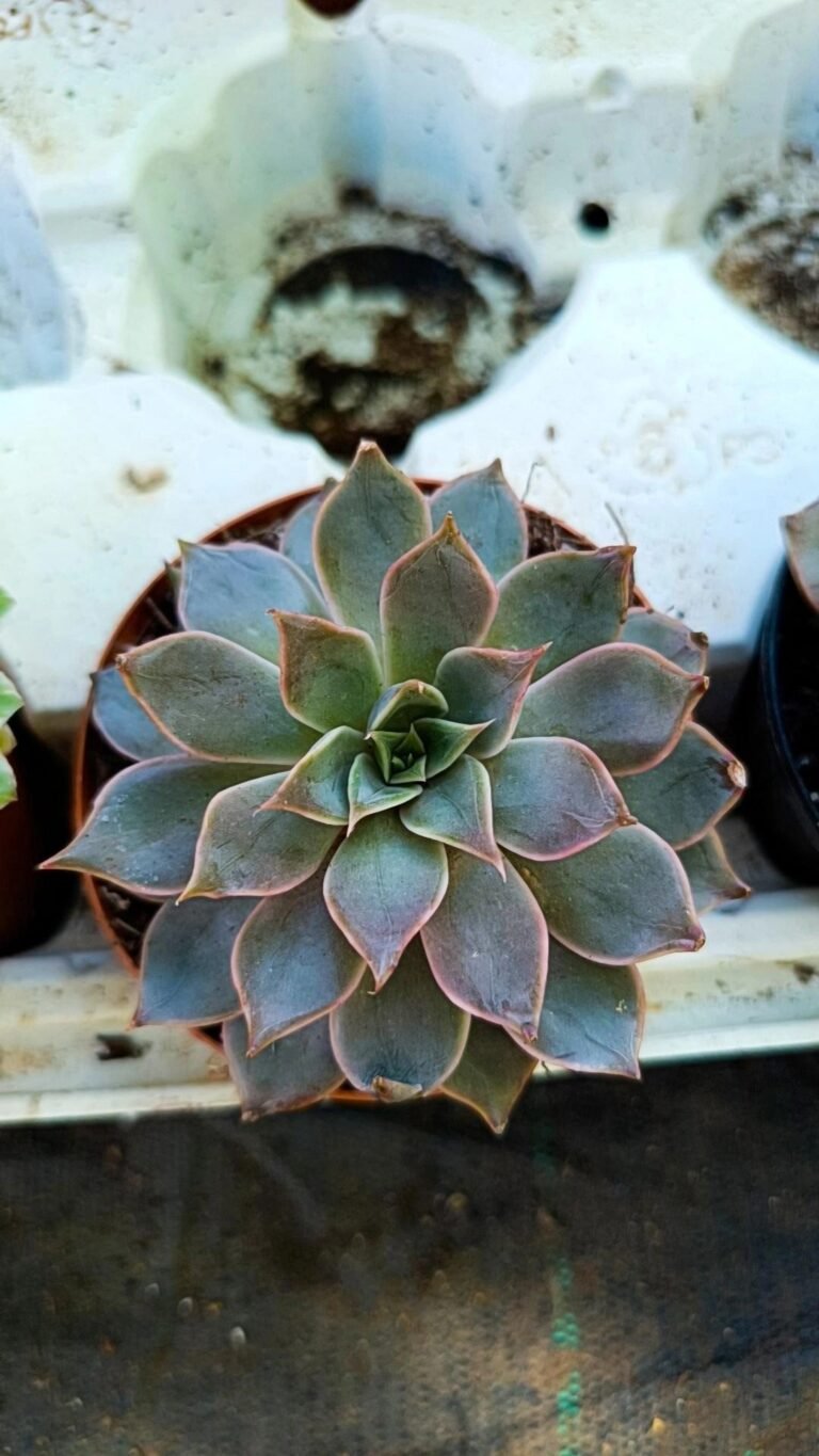 Siracactus-Succulente-Echeveria-Heaven-3.jpg