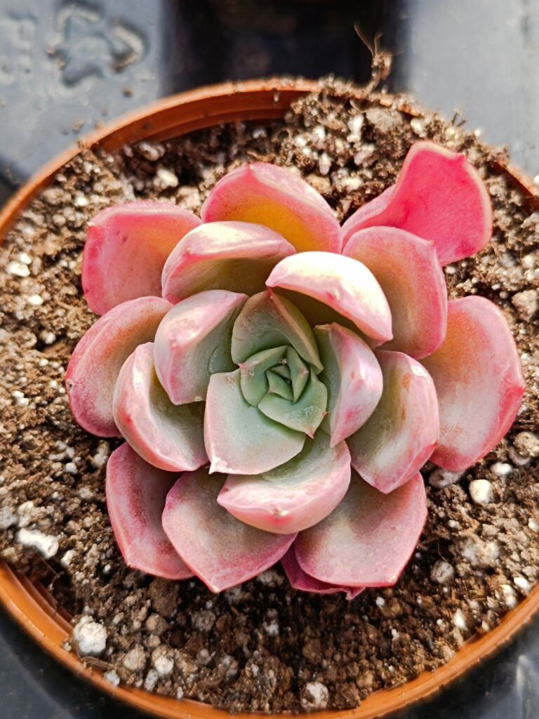 Siracactus-Succulente-Echeveria-Hermione-korea-2.jpg