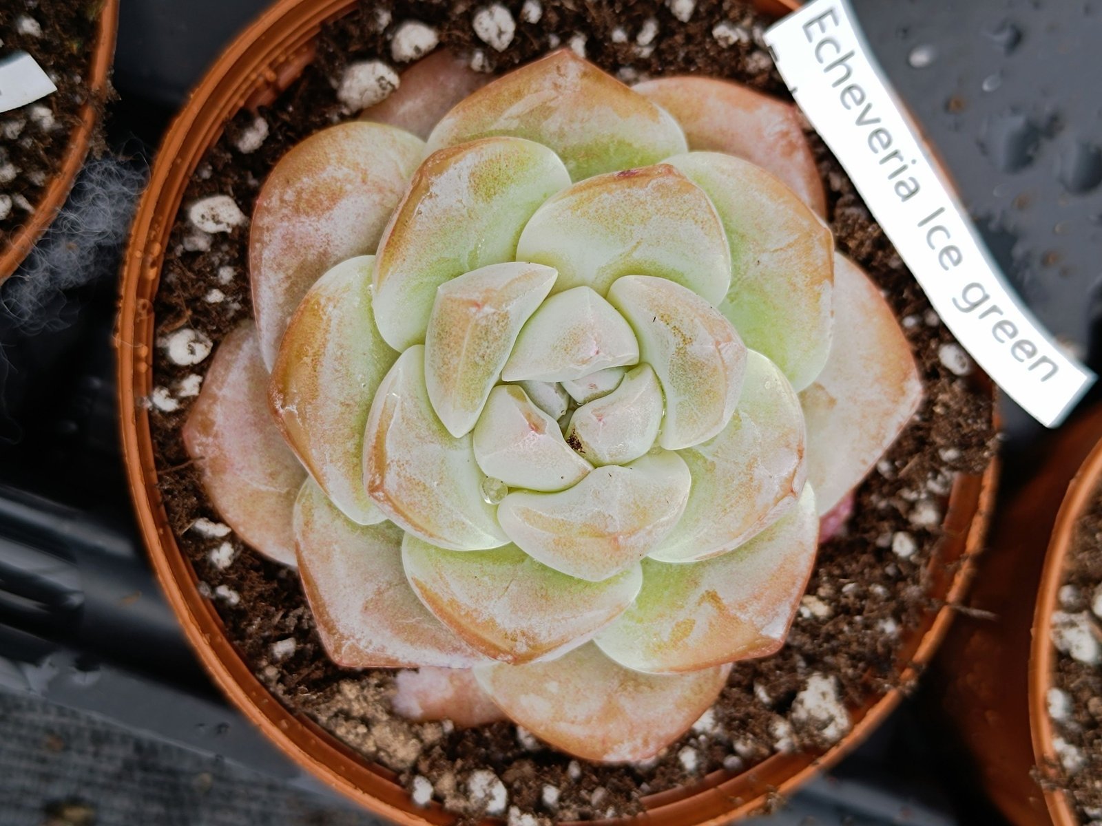 Siracactus-Succulente-Echeveria-Ice-green-korean.jpg