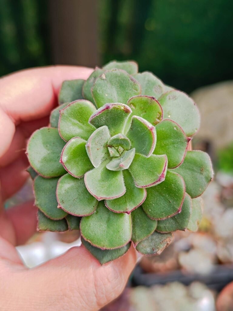 Siracactus-Succulente-Echeveria-Joan-daniel-1.jpg