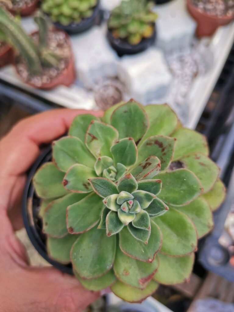 Siracactus-Succulente-Echeveria-Joan-daniel.jpg