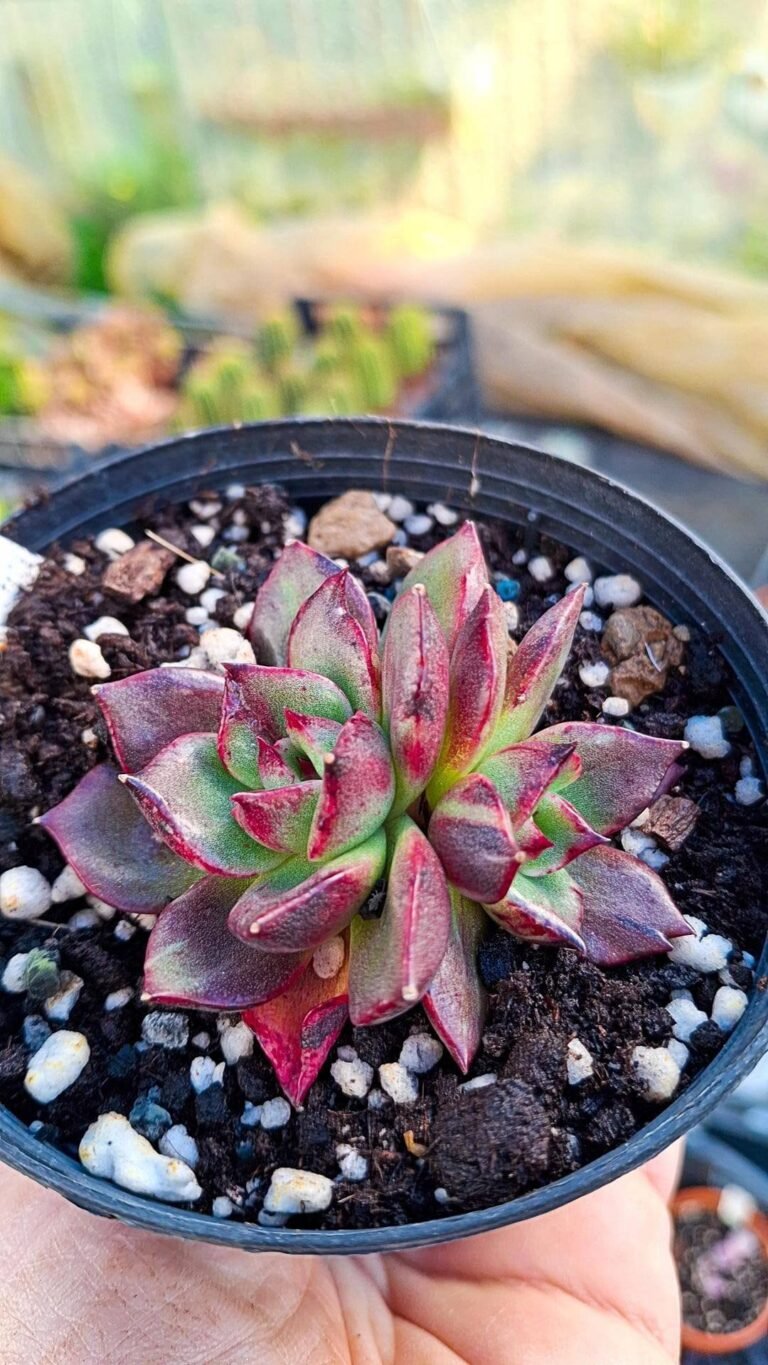 Siracactus-Succulente-Echeveria-Leopard-Maria-Variegata-korean.jpg