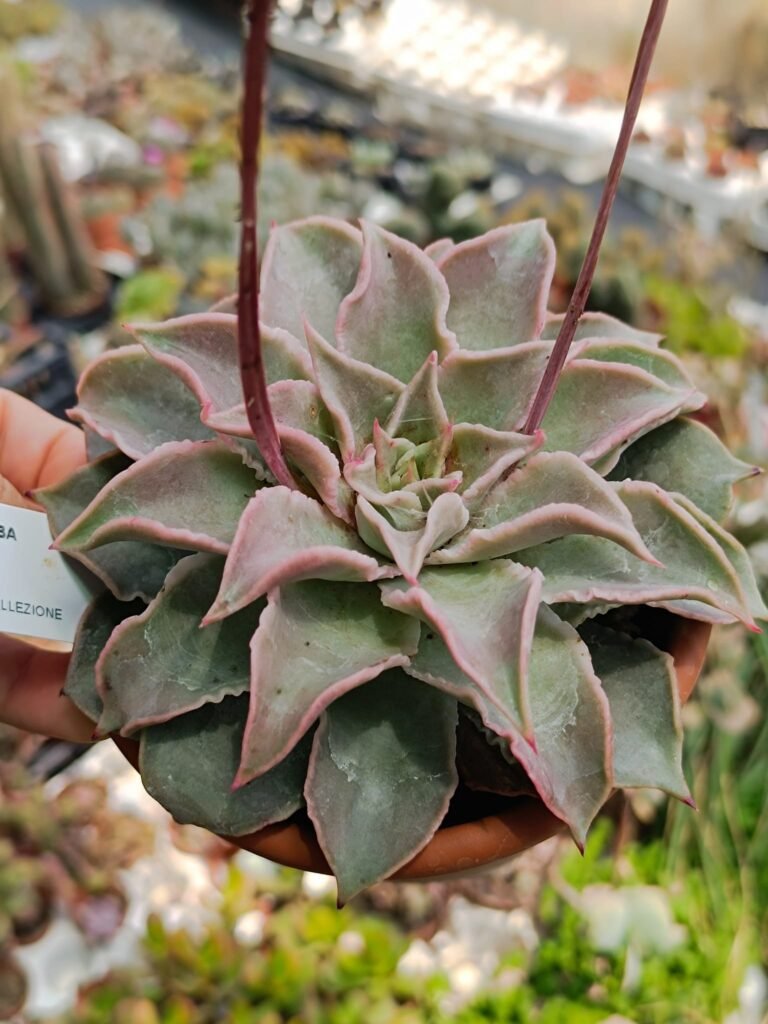 Siracactus-Succulente-Echeveria-Madiba-3.jpg