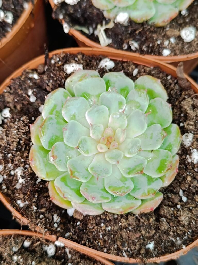 Siracactus-Succulente-Echeveria-Meteor.jpg