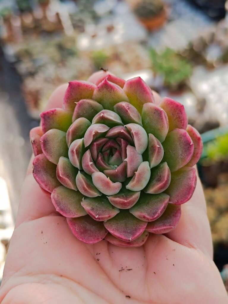 Siracactus-Succulente-Echeveria-Minky-korean.jpg