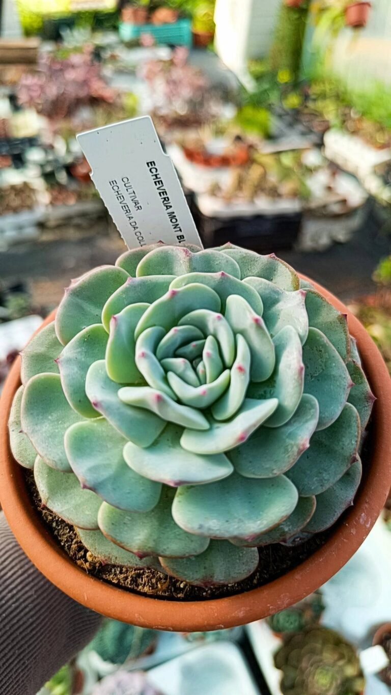 Siracactus-Succulente-Echeveria-Mont-Blanc.jpg