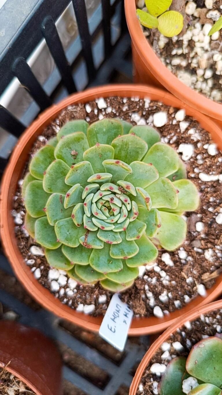 Siracactus-Succulente-Echeveria-Mont-Blanc-x-e.-Minima-2.jpg