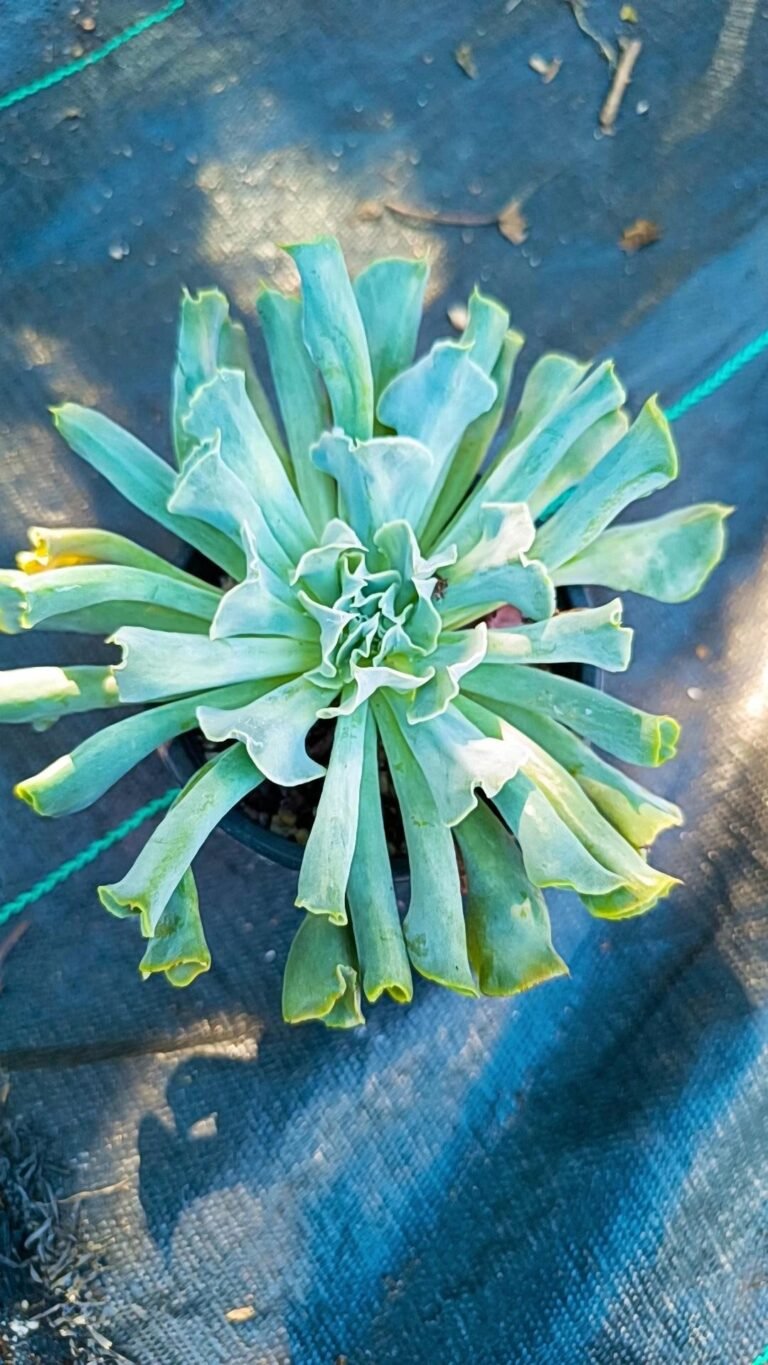 Siracactus-Succulente-Echeveria-Niki-4.jpg
