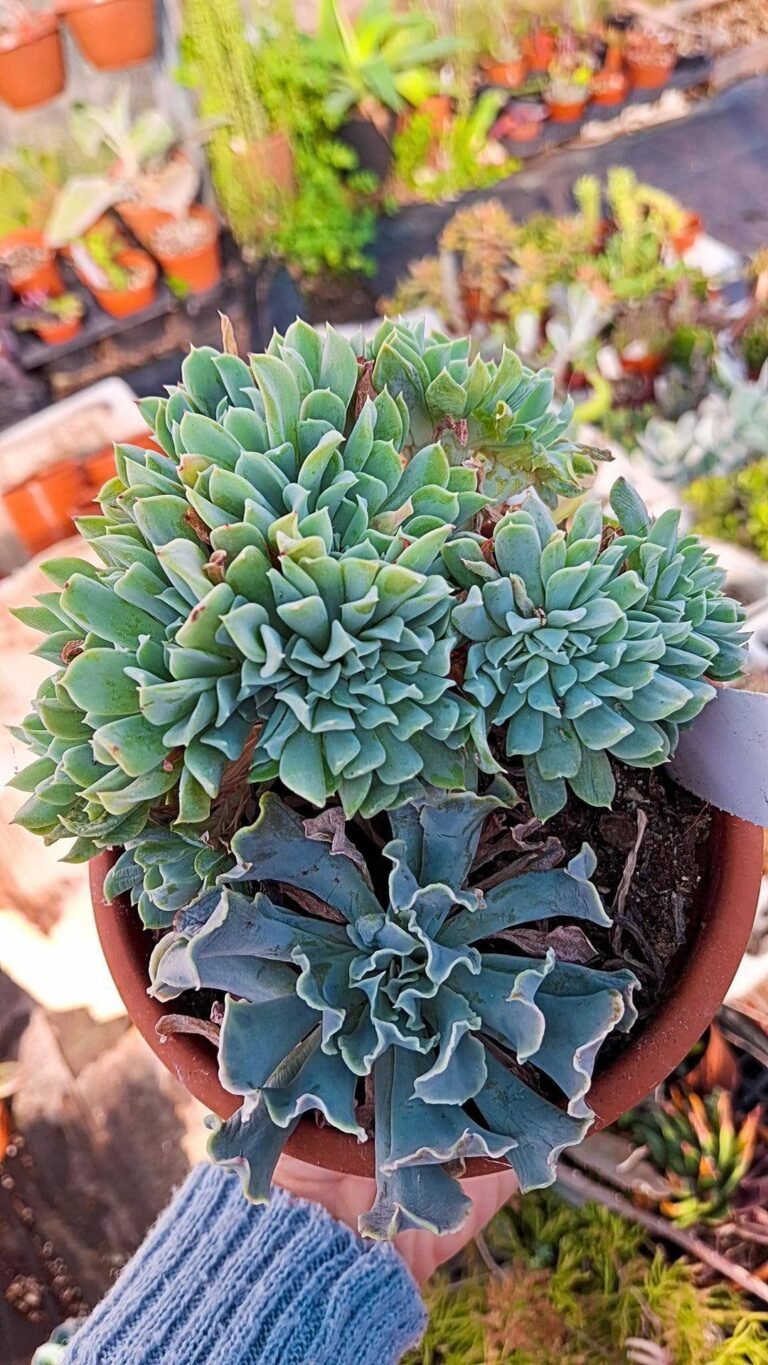Siracactus-Succulente-Echeveria-Niki-crestata-1.jpg