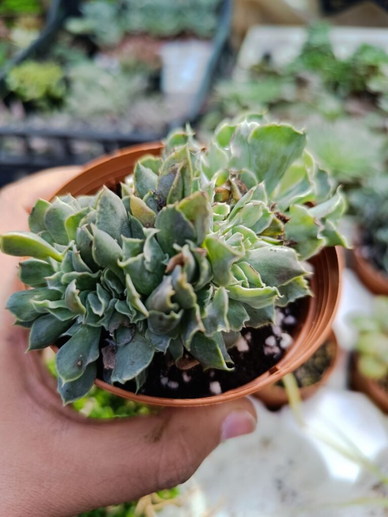 Siracactus-Succulente-Echeveria-Niki-crestata.jpg