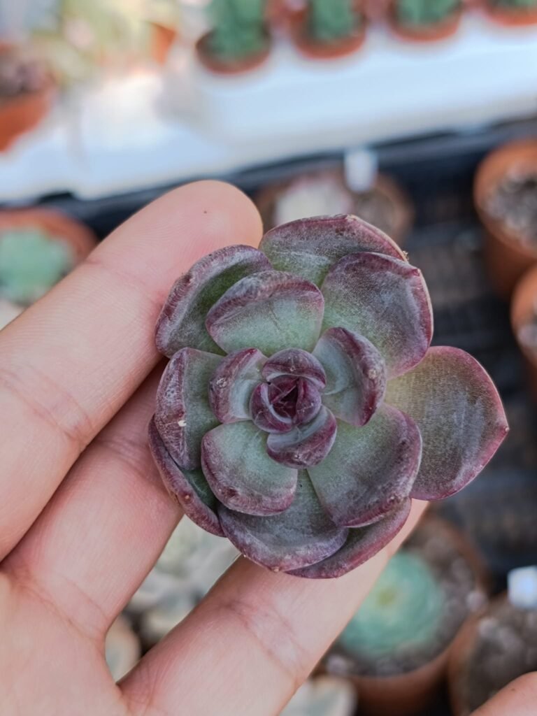 Siracactus-Succulente-Echeveria-Odette-korean.jpg