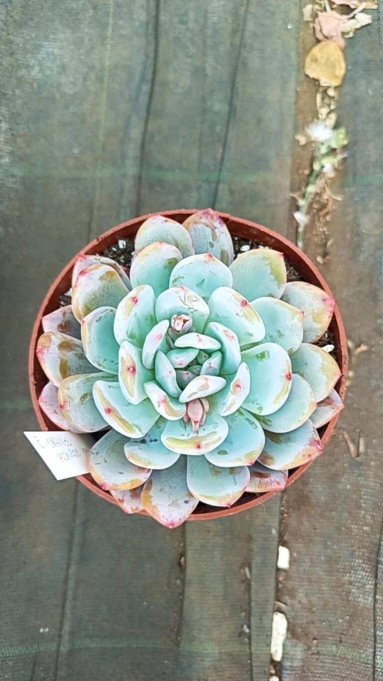 Siracactus-Succulente-Echeveria-Orange-Monroe-korean.jpg
