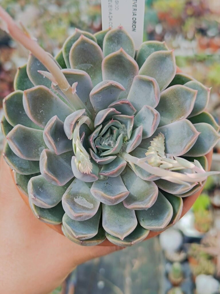 Siracactus-Succulente-Echeveria-Orion-1.jpg