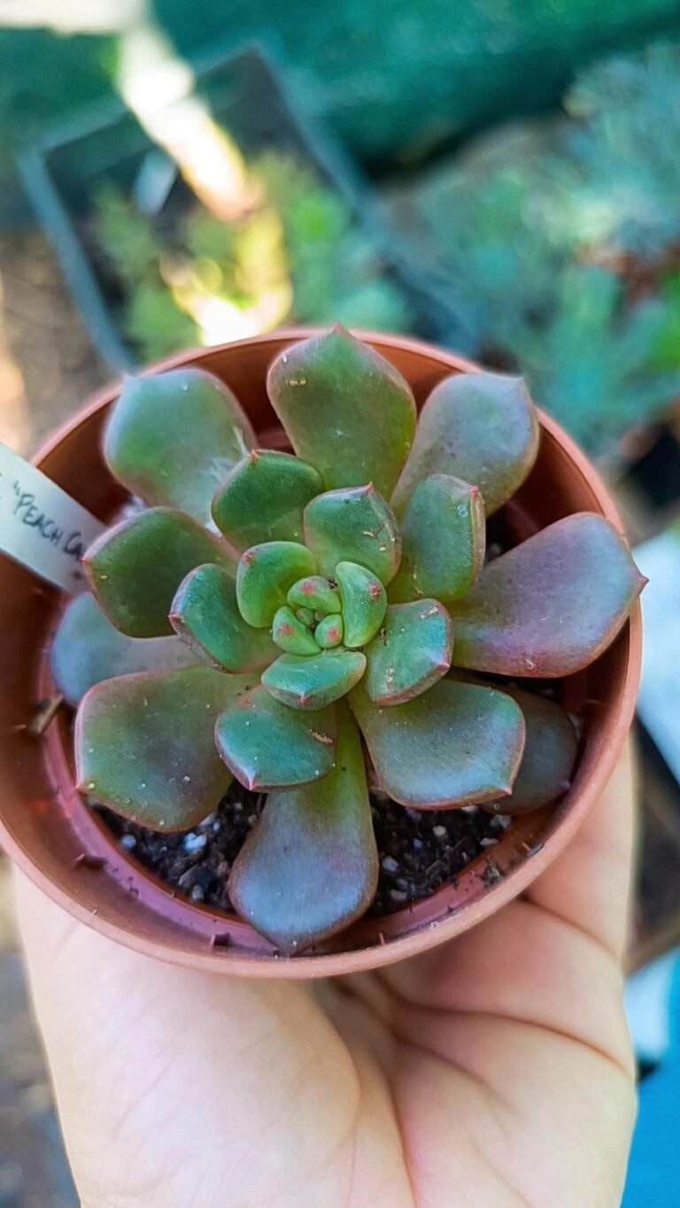 Siracactus-Succulente-Echeveria-Peach-candy-korean.jpg