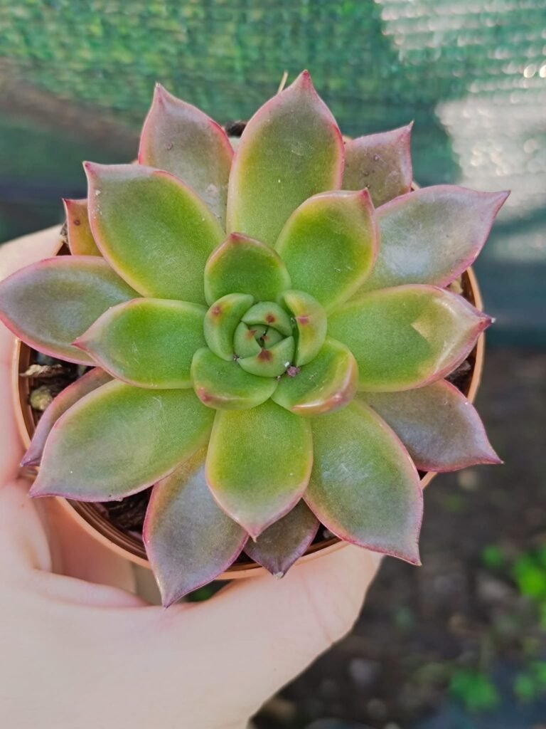 Siracactus-Succulente-Echeveria-Pink-melo-korean-2.jpg