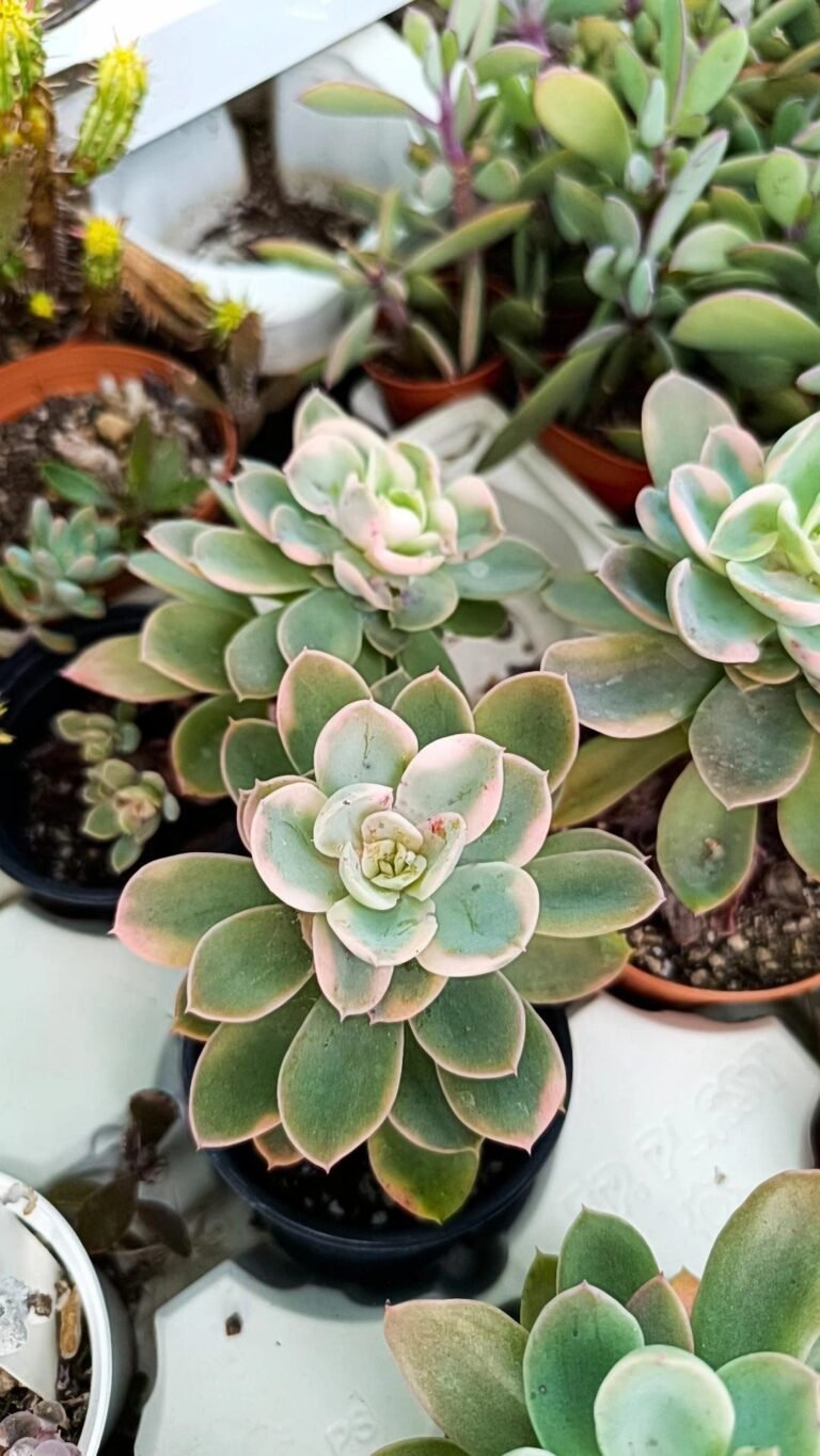 Siracactus-Succulente-Echeveria-Pink-vera-Variegata-korean-2.jpg