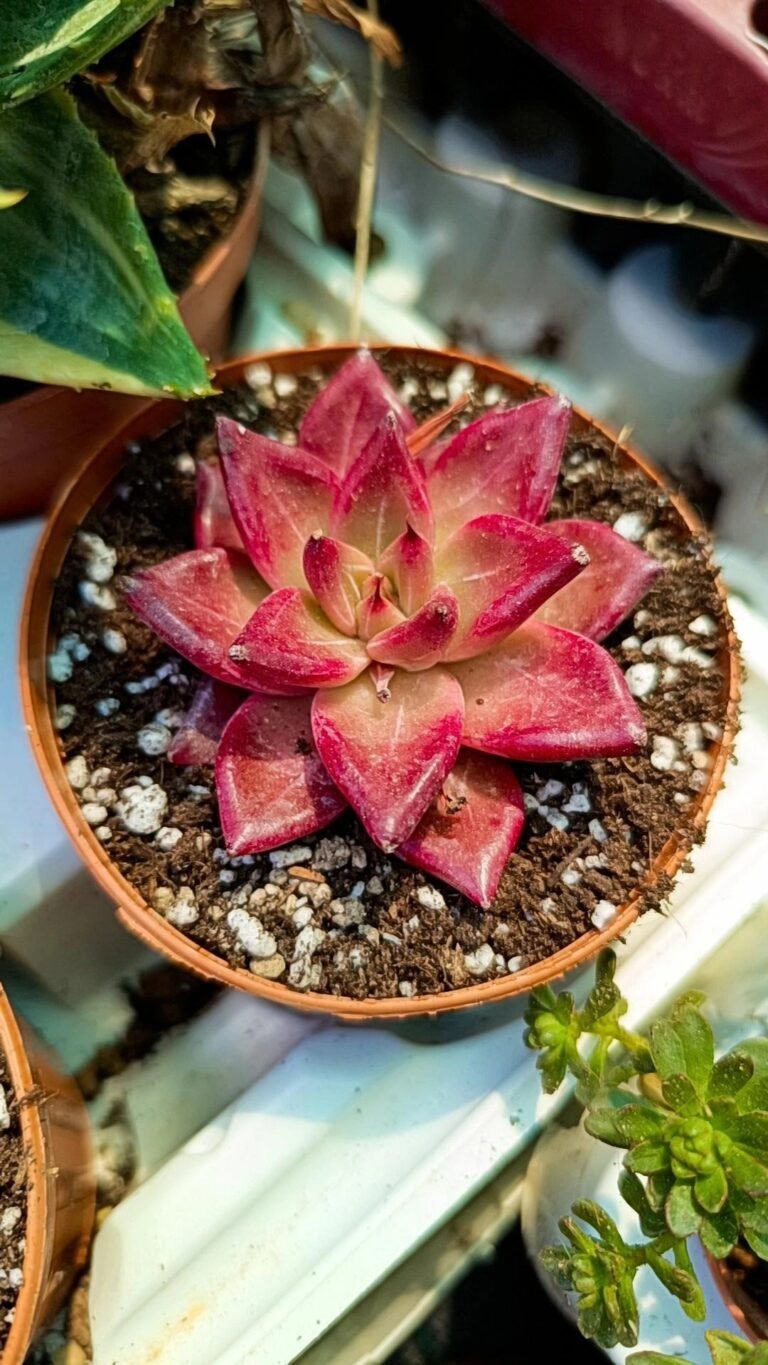 Siracactus-Succulente-Echeveria-Red-soul-korean.jpg