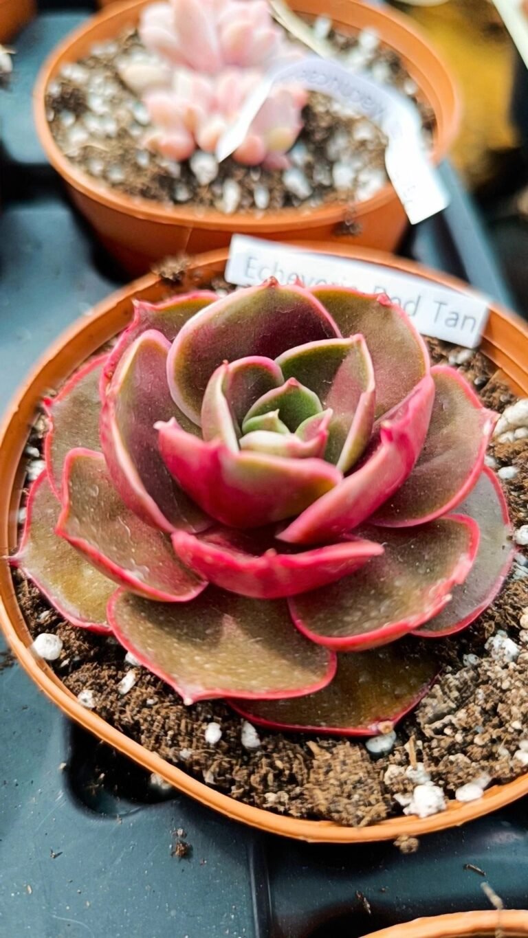Siracactus-Succulente-Echeveria-Red-tan-korean.jpg