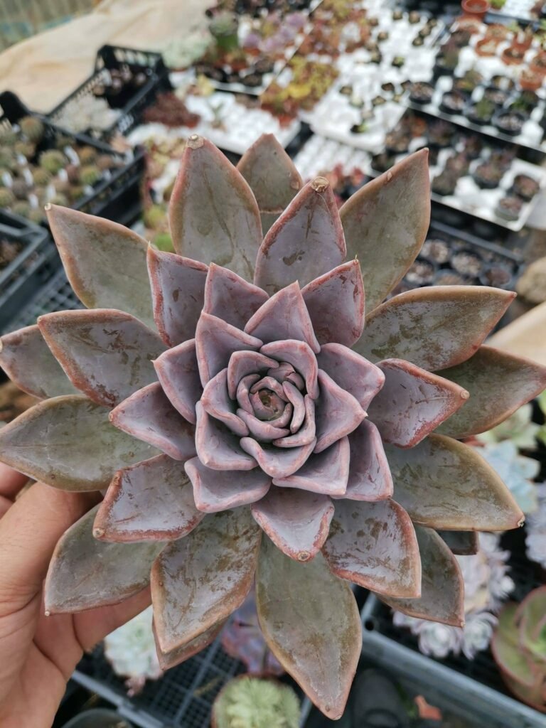 Siracactus-Succulente-Echeveria-Rob-Roy.jpg